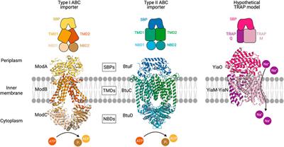 Selective Nutrient Transport in Bacteria: Multicomponent <mark class="highlighted">Transporter Systems</mark> Reign Supreme